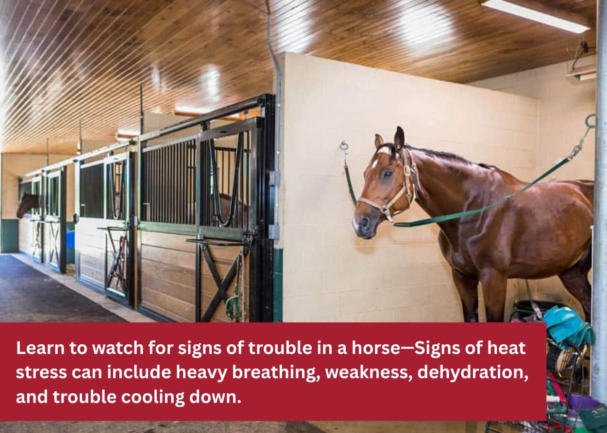 Horse standing inside a stable aisle tied up near grooming and tack equipment.